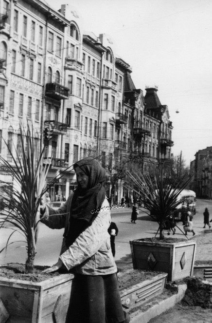 Посадка пальм-драцен на улице. 1950 год</p>
      <p align=